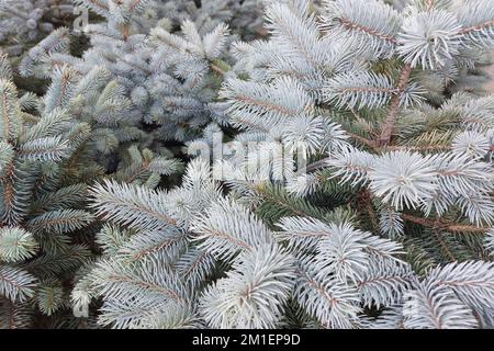 Le cime di un abete blu. Vista dall'alto. Sfondo creativo per natale Foto Stock