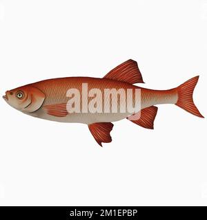 Marrone Vintage Fish variante 2 Digital Art di Winters860 isolato, sfondo Foto Stock