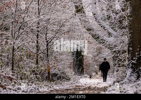 Brighton, Regno Unito. 12th Dec, 2022. Dog Walker nei boschi vicini a Falmer durante la neve recente, Sussex. Credit: Steven Paston/Alamy Live News Credit: steven Paston/Alamy Live News Foto Stock