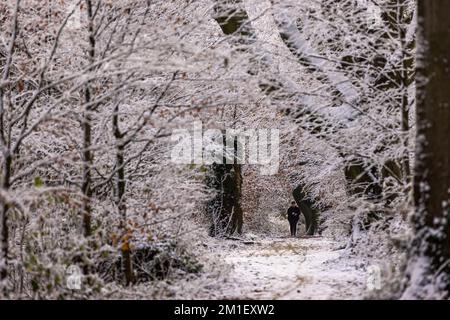 Brighton, Regno Unito. 12th Dec, 2022. Dog Walker nei boschi vicini a Falmer durante la neve recente, Sussex. Credit: Steven Paston/Alamy Live News Credit: steven Paston/Alamy Live News Foto Stock