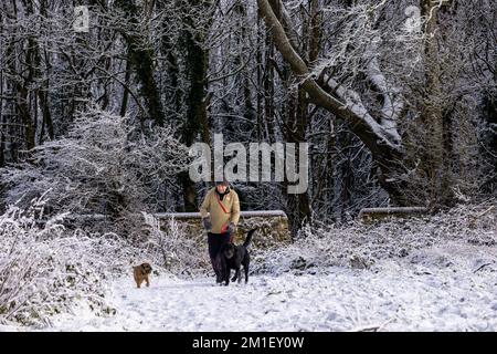 Brighton, Regno Unito. 12th Dec, 2022. Dog Walker nei boschi vicini a Falmer durante la neve recente, Sussex. Credit: Steven Paston/Alamy Live News Credit: steven Paston/Alamy Live News Foto Stock