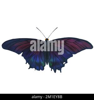 Midnight Moth Insect Variation 1 Digital Art by Winters860 isolato, sfondo Foto Stock