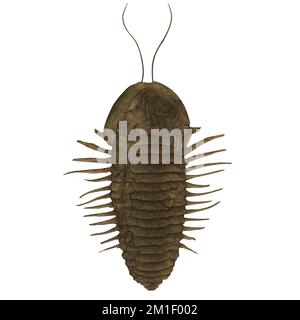 Trilobite variante 1 Marine Arthropod Digital Art by Winters860 * isolato, sfondo Foto Stock