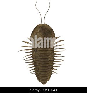 Trilobite variante 2 Marine Arthropod Digital Art by Winters860 * isolato, sfondo Foto Stock