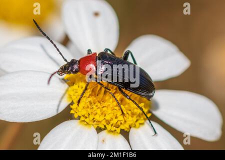 Heliotaurus ruficollis, Beetle di Heliotaur a collo rosso su un fiore Foto Stock