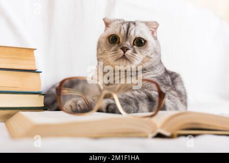 Gatto scozzese a righe grigie interessato seduto vicino a libro aperto e occhiali Foto Stock