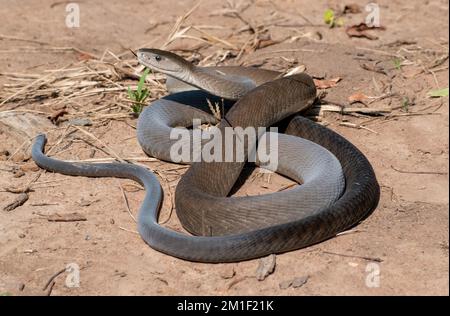 black mamba (Dendroaspis polylepis) Foto Stock