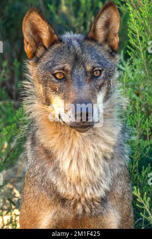 Lupo iberico, lupo grigio, Canis lupus signatus, Zamora, Castiglia e León, Spagna, Europa Foto Stock