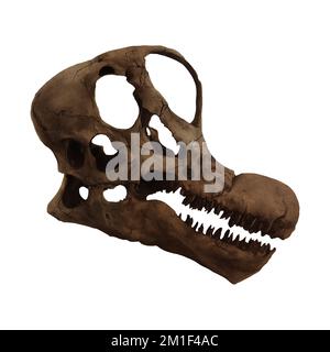 Brachiosaurus Dinosauro cranio Arte digitale di Winters860 isolato, sfondo Foto Stock