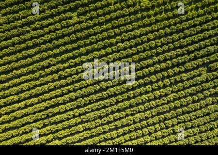 Vista dall'alto verso il basso di frutteti con alberi da frutto Foto Stock