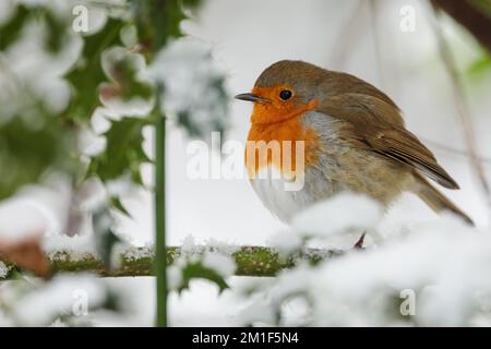 METEO NEL REGNO UNITO. Wembley, Regno Unito. 12th dicembre 2022. Robin europeo (Erithacus rubecula) nella neve coperta agrifoglio. Temperature gelide e scene d'inverno a Londra a seguito di un'intensa nevicata che ha attraversato la capitale la scorsa notte. Foto di Amanda Rose/Alamy Live News Foto Stock