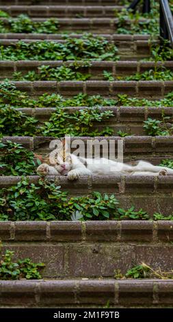 Uno scatto verticale di un adorabile gatto che si rilassa su scale di pietra coperte di edera Foto Stock
