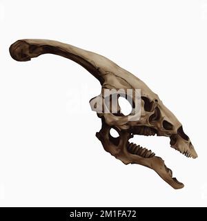 Parasaurolophus cranio Arte digitale di Winters860 isolato, sfondo Foto Stock