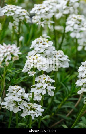 Iberis sempervirens, candytuft perenne, candytuft bordante, candytuft sempreverde, subarbusto sempreverde, fiori bianchi Foto Stock