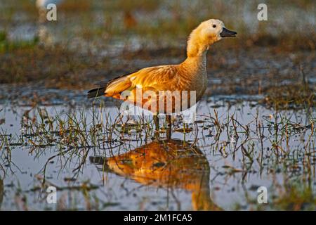 Anatre nel Chilka Bird Sanctuary a Odisha a luce dorata in India Foto Stock