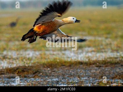 Anatre nel Chilka Bird Sanctuary a Odisha a luce dorata in India Foto Stock