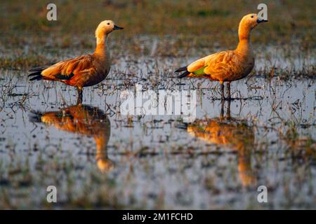 Anatre nel Chilka Bird Sanctuary a Odisha a luce dorata in India Foto Stock