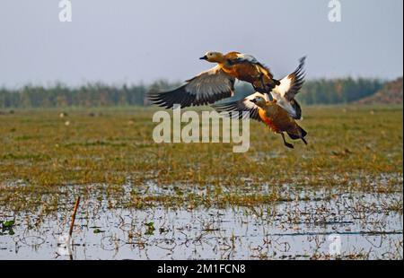 Anatre nel Chilka Bird Sanctuary a Odisha a luce dorata in India Foto Stock