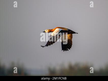 Anatre nel Chilka Bird Sanctuary a Odisha a luce dorata in India Foto Stock