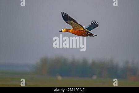 Anatre nel Chilka Bird Sanctuary a Odisha a luce dorata in India Foto Stock