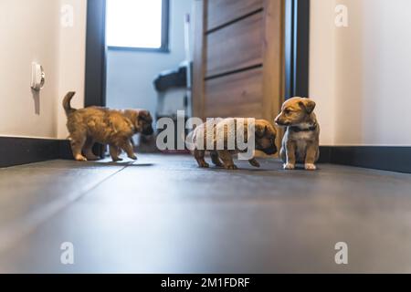 Tre cuccioli salvati in una casa di volontariato. Foto di alta qualità Foto Stock