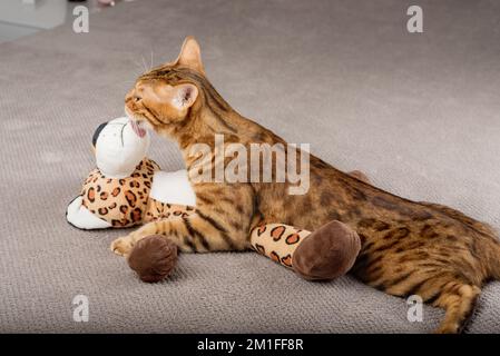 Un gatto bengala in amore lecca o bacia e abbraccia un leopardo giocattolo a casa. Gatto domestico per San Valentino. Foto Stock