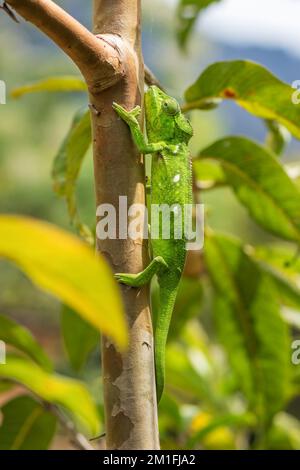 Chameleon di Oustalet - Furcifer oustaleti, camaleonte colorato, endemico malgascio, foresta di Kirindi, Madagascar. Foto Stock