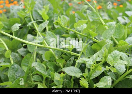 gustoso sano stock di spinaci malabaresi in fattoria per la raccolta Foto Stock