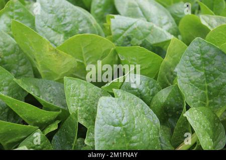 gustoso sano stock di spinaci malabaresi in fattoria per la raccolta Foto Stock