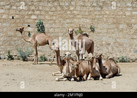 Mandria di cammelli in vendita presso il famoso Mercatino Keren in Eritrea Foto Stock