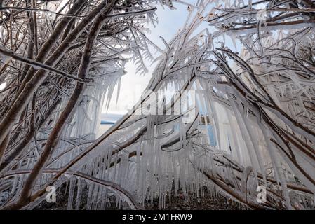 Il ghiaccio si è formato sui cespugli, arbusti sul lato di un lago all'inizio dell'inverno nel Canada artico. Foto Stock