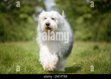 Old English Sheepdog camminando direttamente verso la macchina fotografica in un campo Foto Stock