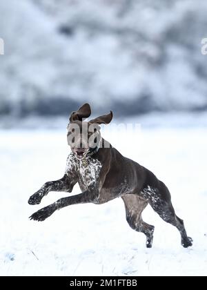 Wimbledon Common, Londra, Regno Unito. 12th dicembre 2022. Puntatori shorthaired tedeschi godere delle condizioni nevose su Wimbledon comune: Credit: Ashley Western/Alamy Live News Foto Stock