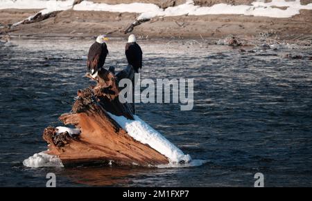 Due aquile calve arroccate su un tronco di alberi caduto nel fiume Squamish al Brackendale Eagle Run Vista Point nella British Columbia, Canada Foto Stock