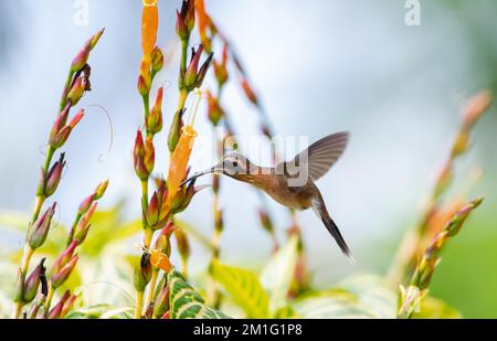 Colibrì piccolo Eremita, Phaethornis longuemareus, bevendo nettare da un fiore tubolare arancione a Trinidad e Tobago. Foto Stock