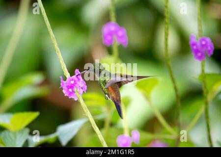 Colibrì scintillante sorseggiando nettare da un fiore viola in un giardino. Foto Stock