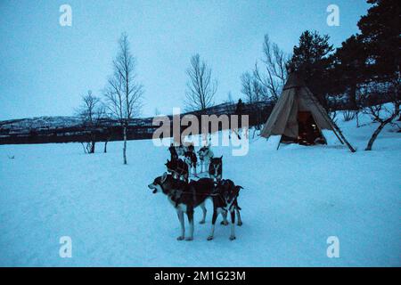 Slitte trainate da cani nella regione del popolo Sami del Parco Nazionale di Abisko in Svezia e Norvegia Foto Stock