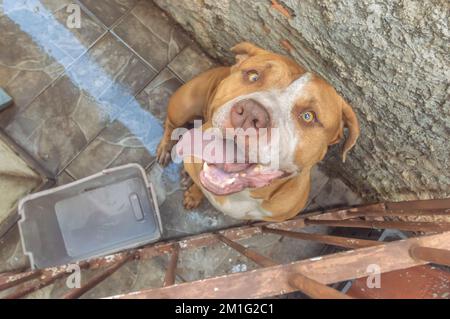 Pitbull femmina beige arancione dietro una griglia in metallo, luce naturale e spazio per scrivere accanto. Foto Stock