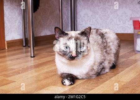 Gatto grigio giacente su un pavimento di legno da vicino Foto Stock