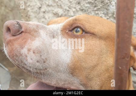 Pitbull femmina beige arancione dietro una griglia in metallo, luce naturale e spazio per scrivere accanto. Foto Stock