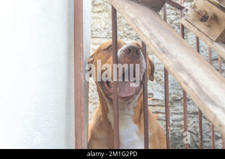 Pitbull femmina beige arancione dietro una griglia in metallo, luce naturale e spazio per scrivere accanto. Foto Stock