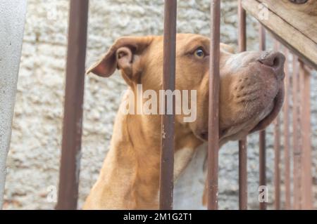 Pitbull femmina beige arancione dietro una griglia in metallo, luce naturale e spazio per scrivere accanto. Foto Stock