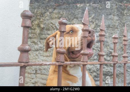 Pitbull femmina beige arancione dietro una griglia in metallo, luce naturale e spazio per scrivere accanto. Foto Stock