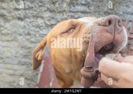 Pitbull femmina beige arancione dietro una griglia in metallo, luce naturale e spazio per scrivere accanto. Foto Stock