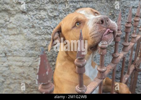 Pitbull femmina beige arancione dietro una griglia in metallo, luce naturale e spazio per scrivere accanto. Foto Stock