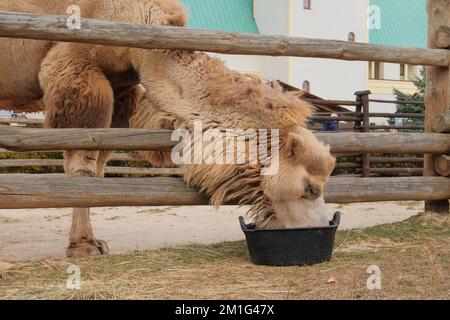 Il cammello beve acqua allo zoo, primo piano. Mantenere i cammelli bianchi nei parchi zoologici. Foto Stock