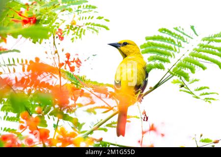 Uccello giallo Oriole arroccato in un albero Pride of Barbados con uno sfondo bianco. Foto Stock