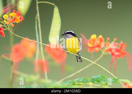 Piccolo uccello giallo, Bananaquit, arroccato sul ramo con fiori sfocati sullo sfondo. Foto Stock