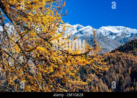Bellissimi aghi di colore giallo arancio di un larice (Larix decidua) con montagne innevate sullo sfondo Foto Stock