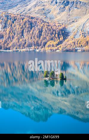 Piccola isola idilliaca sul lago Sils in Engadina, Svizzera. Bellissimi riflessi nelle acque calme delle montagne coperte di larici dorati. Foto Stock